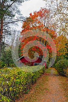 Fall colors in Loviisa, Finland photo