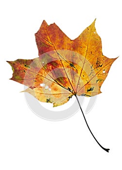 Fall colors - maple leaf
