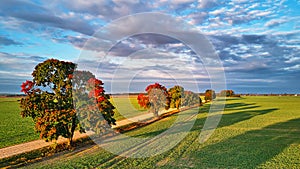 Fall colors maple trees, dirt road, agriculture fields. Autumn rural landscape. September sunny morning. Clouds on sky, shadows