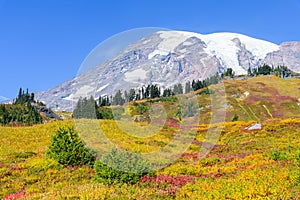 Fall colors on the meadow slops of Mount Rainier National Park