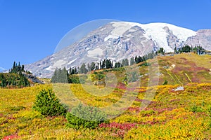 Fall colors on the meadow slops of Mount Rainier National Park photo