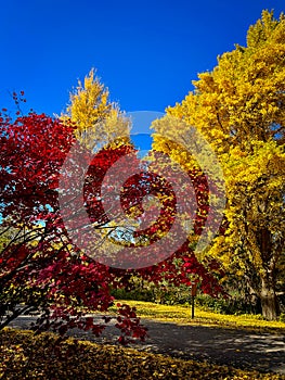 fall colors in the Morton Arboretum photo