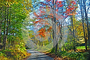 Fall colors on a mountain road .