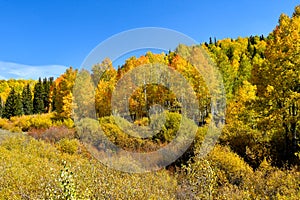 Fall Colors in Colorado on a sunny day photo