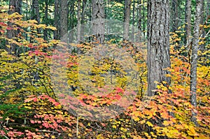 Fall Colors in North Cascades National Park photo