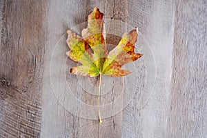 Bigleaf maple leaf rustic background photo