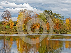 Fall colors orange, yellow and red in trees at pond edge with reflections in water