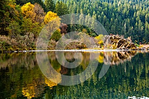 Fall colors of orange and yellow reflect in a calm section of the rogue river with pine forest in the background and a large rock