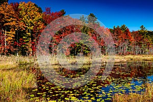 Fall colors over a marsh pond in New Hampshire