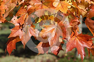 Fall Colors of Pacific Sunset Maple Trees, Marion County, Western Oregon