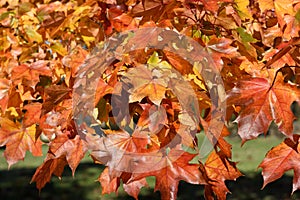 Fall Colors of Pacific Sunset Maple Trees, Marion County, Western Oregon