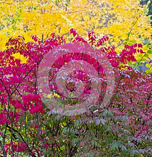 Fall colors in a park in the city