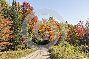 Fall colors on a pathway