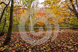 Fall colors at a pond in Asbury Woods Park in Erie, Pennsylvania