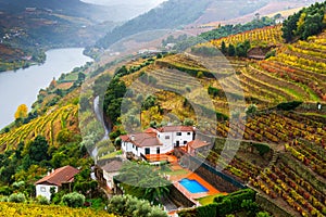 Fall Colors in Porto Vineyards