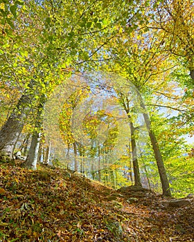 Fall Colors, Rapids Trail, McKeldin Recreation Area, Patapsco Valley State Park, MD