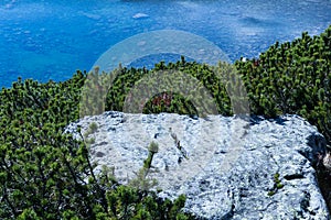 Fall colors reflected in a lagoon in the High Tatras