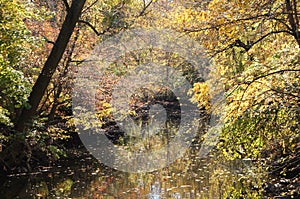 Fall colors in Rock Creek Park DC photo