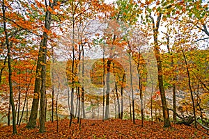 Fall Colors on a Secluded Ridge