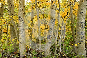 Fall Colors in the Sierra Mountains California