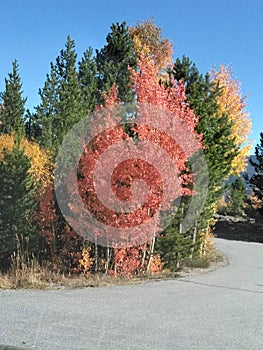 Fall colors in Silverthorne Colorado