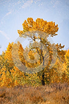 Fall colors in Sun Valley, Idaho