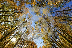 Fall colors in Sun Valley, Idaho