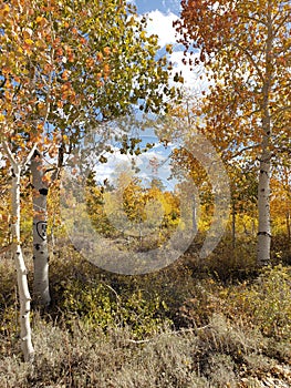 Fall colors surround the mountains