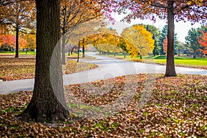 Fall colors surround roadway