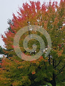 Fall colors tree
