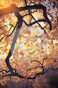 Fall colors tree at sunny day