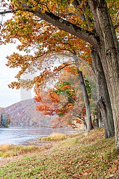 Fall colors in the trees and the hills in an Allegheny River valley in Warren County, Pennsylvania, USA