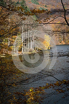 Fall colors of trees by the shore of the Morske oko lake, Slovakia