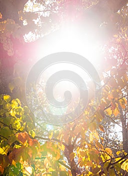 Fall Colors Under the Sun