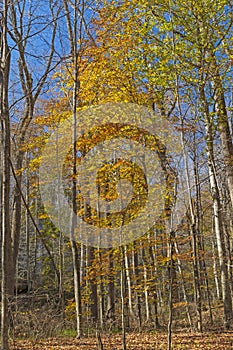 Fall Colors in the Understory of Remote Forest