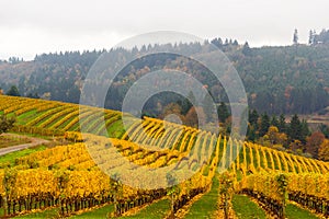 Fall Colors at Vineyard in Dundee Oregon