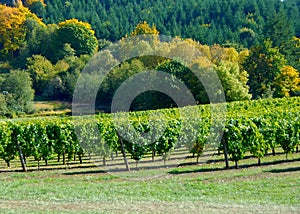 Fall Colors in the Vineyard photo