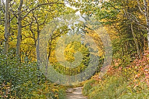 Fall Colors on a Western Mountain Trail