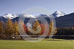 Fall Colors in Whistler's Rainbow Park