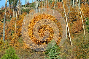 Fall Colors in Yosemite CA 02738