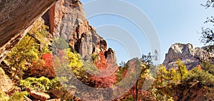 Fall Colors in Zion National Park, Utah