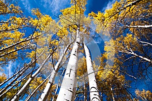 Fall colour, aspen trees, look up