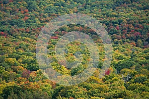 Fall colour seen from above, with telephoto lens, on King Mountain trail in Gatineau Park, near Ottawa, Canada. A forest of trees