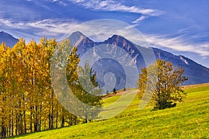 Fall coloured european aspen trees in Bachledova dolina valley with Belianske Tatras on horizon