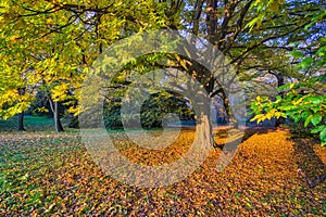 Fall coloured hornbeam tree during sunset near the Castle in Rusovce