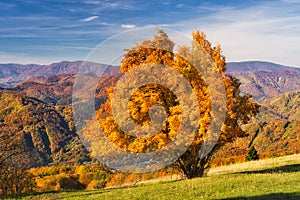 Fall coloured tree on Horny diel over Banska Bystrica town