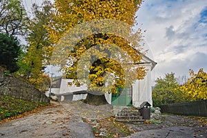 Fall coloured tree in Spania Dolina