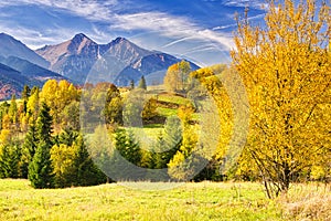 Fall coloured trees near Zdiar village under Belianske Tatras mountains during autumn