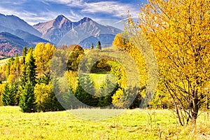 Fall coloured trees near Zdiar village under Belianske Tatras mountains during autumn