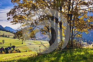 Jesene sfarbené stromy pri obci Ždiar pod Belianskymi Tatrami